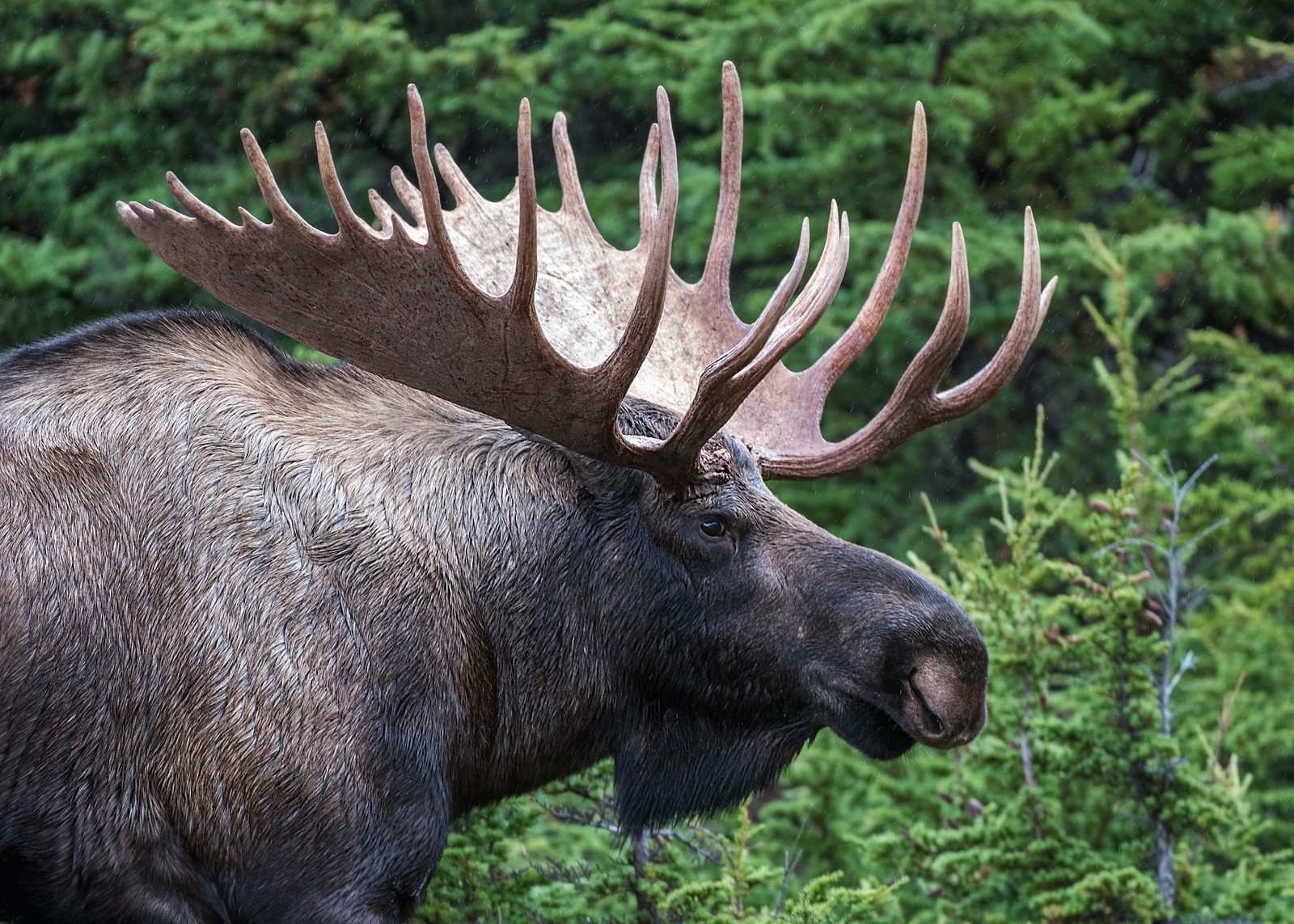 Bull Moose, Chugach State Park, Anchorage, Alaska