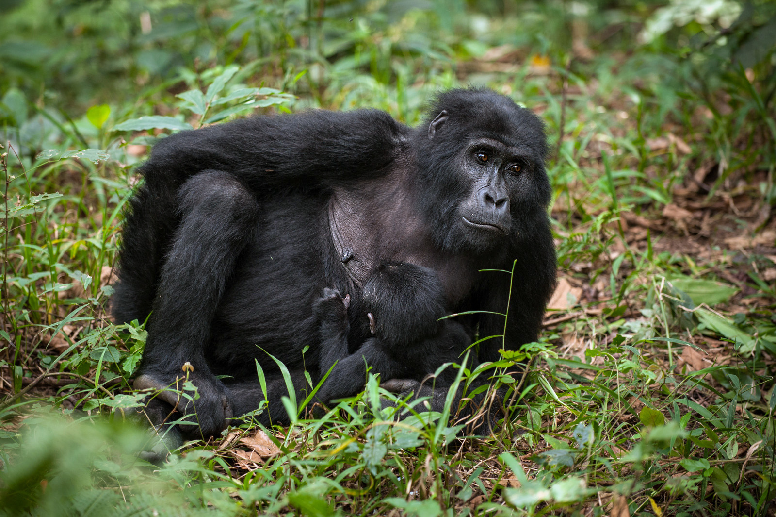Nursing Mountain Gorilla, Bwindi Impenetrable Forest, Uganda