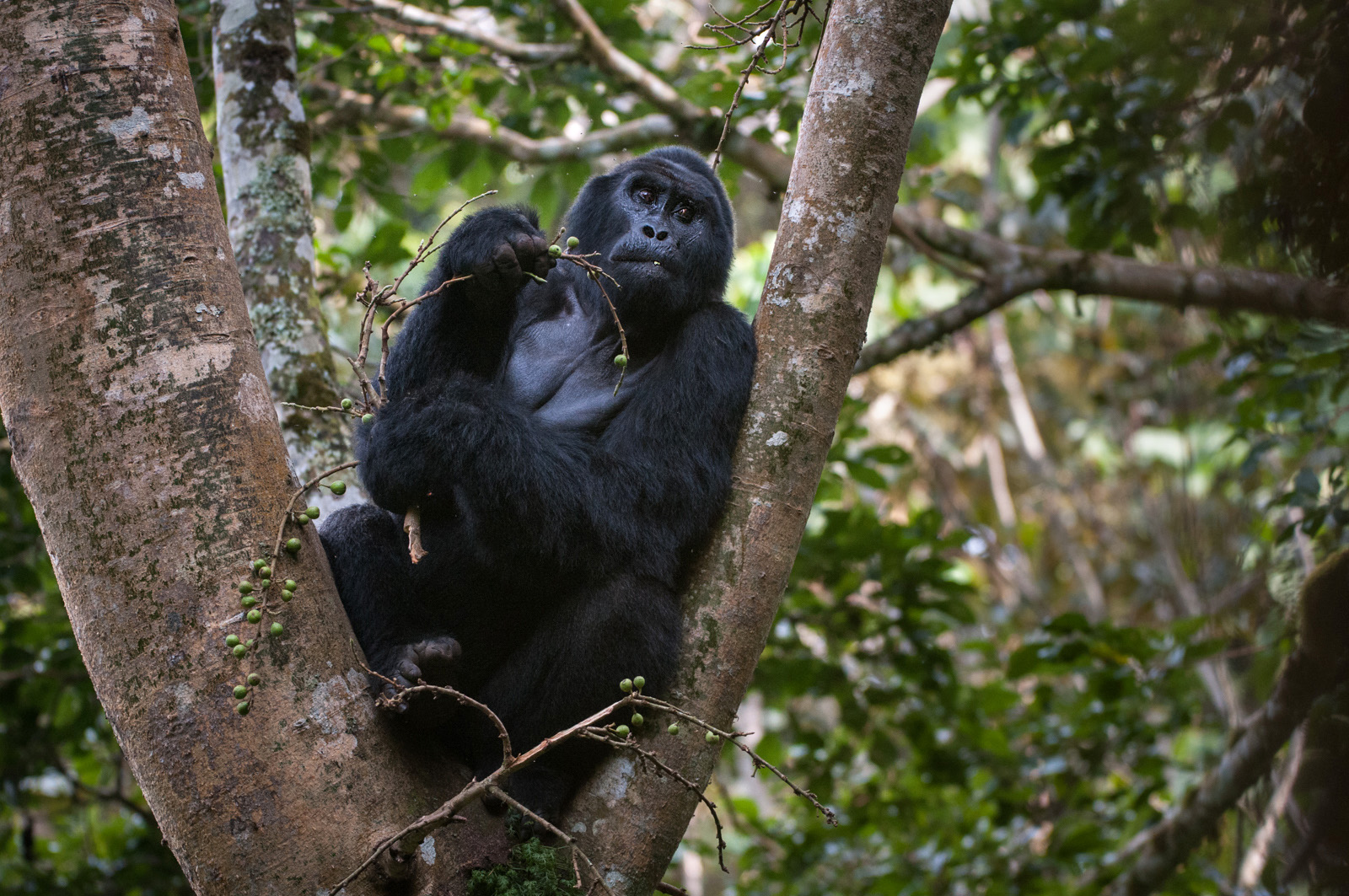 Silverback Gorilla, Bwindi National Park, Uganda