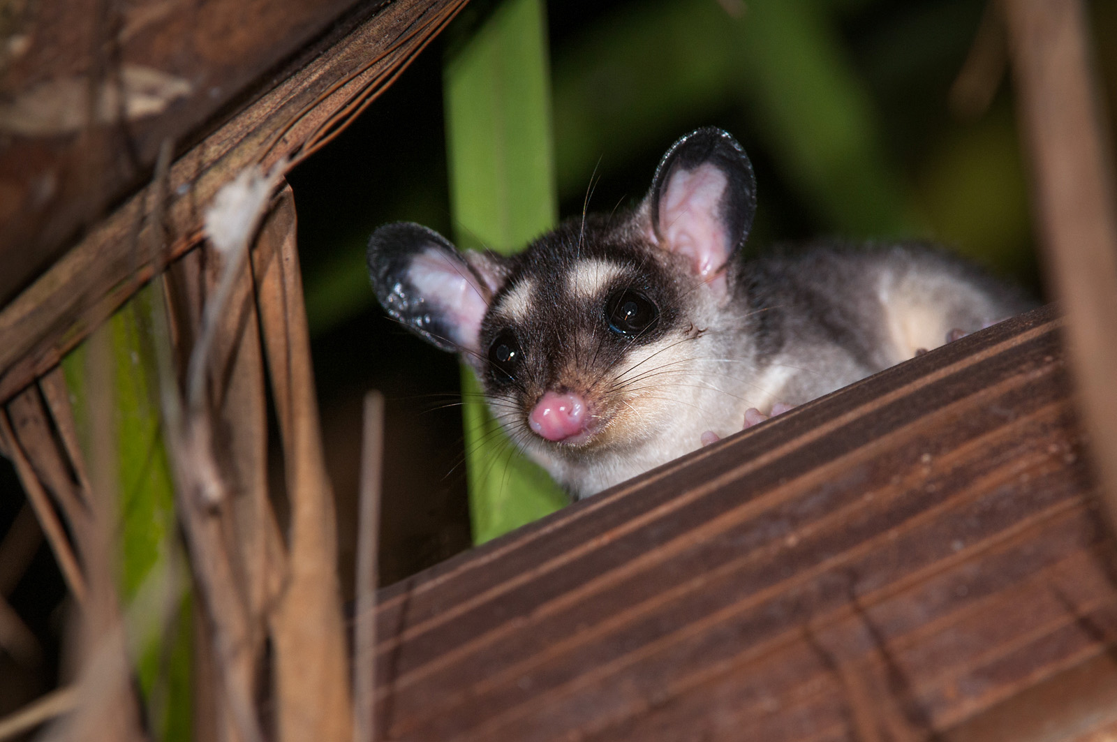Linnaeus's Mouse Opossum, Pampas, Bolivia
