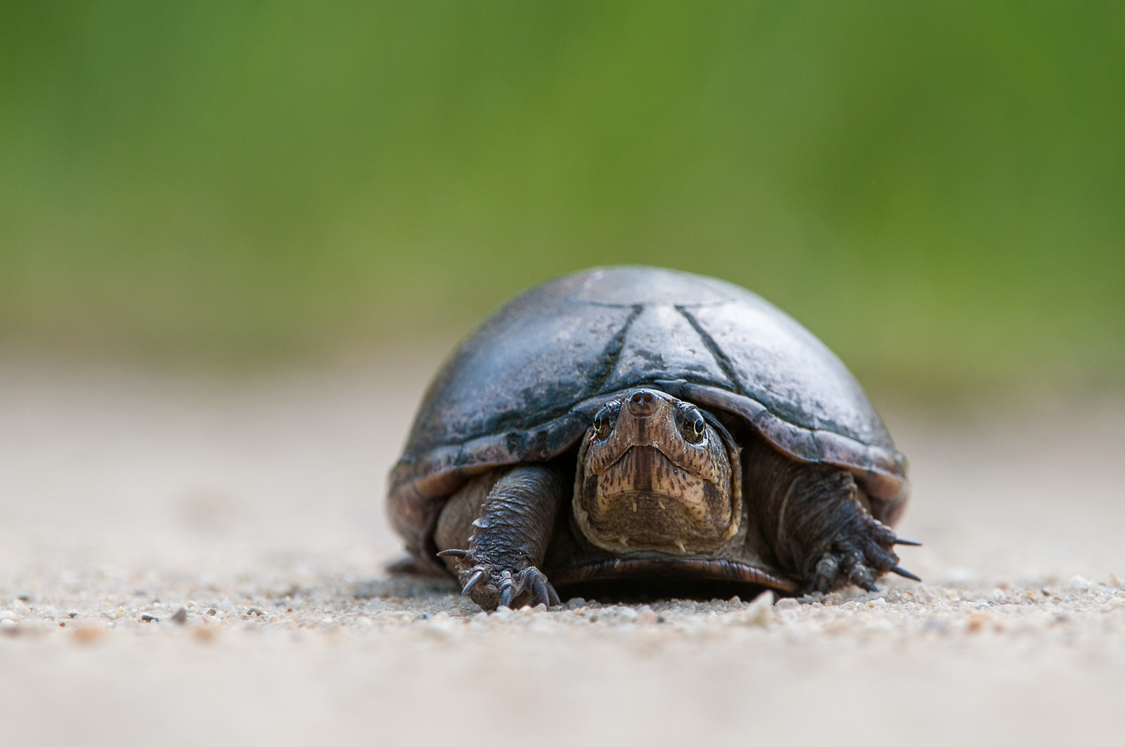 Eastern Mud Turtle, Bombay Hook National Wildlife Refuge, Delaware