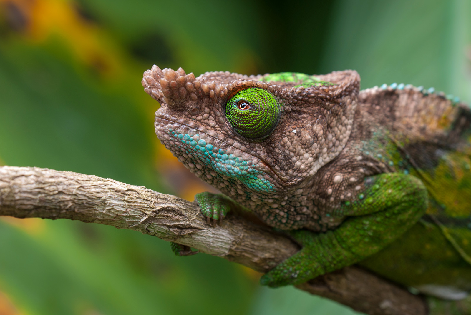 Parson's Chameleon, Pereyras Nature Farm, Madagascar