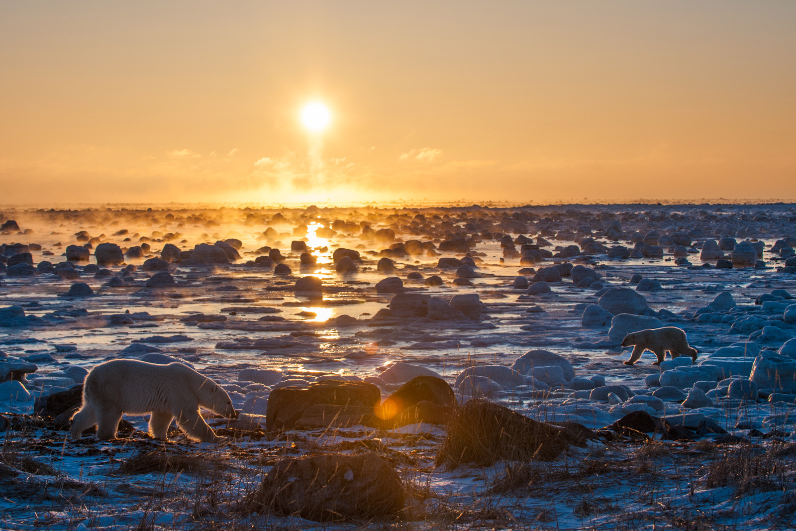 Polar Bear Crossing, Seal River, Alberta, Canada