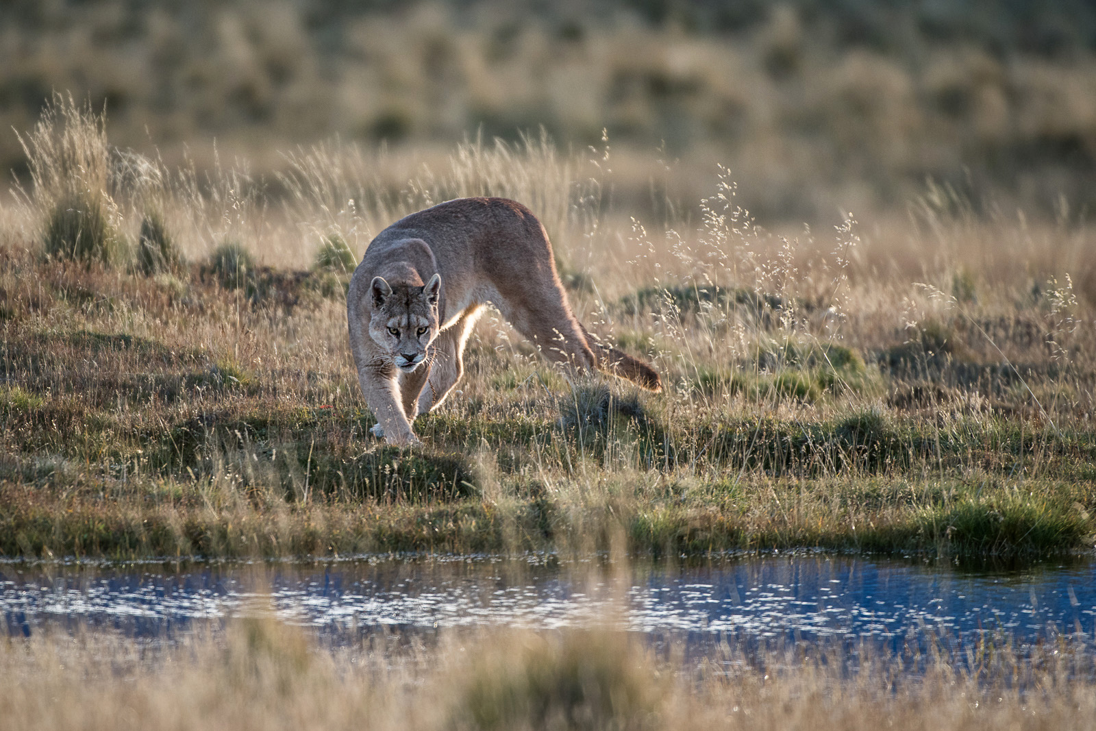 Puma at Watering Hole, Torres Del Paine National Park, Chile