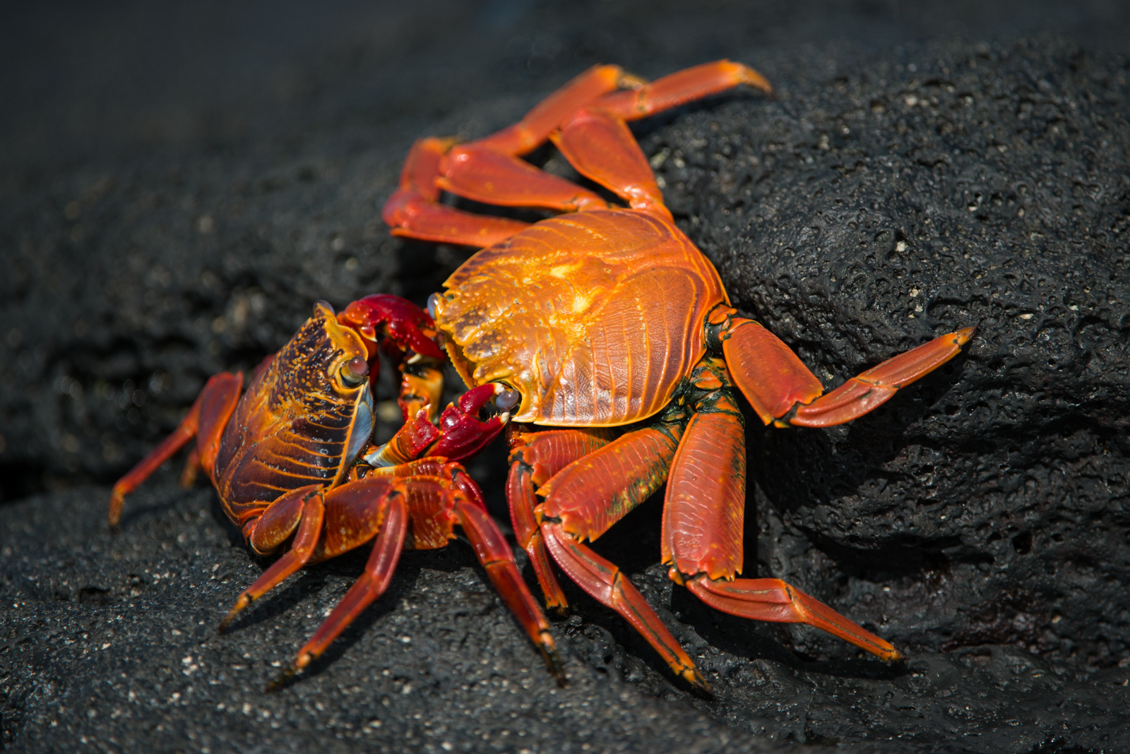 Sally Lightfoot Crabs, Santa Cruz, Galapagos Islands, Ecuador