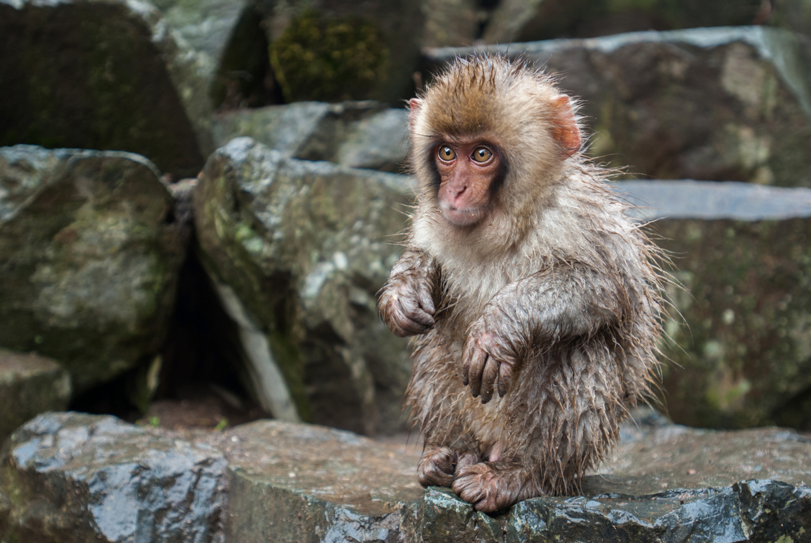 Japanese Macaque, Jigokudani Springs, Nagano, Japan