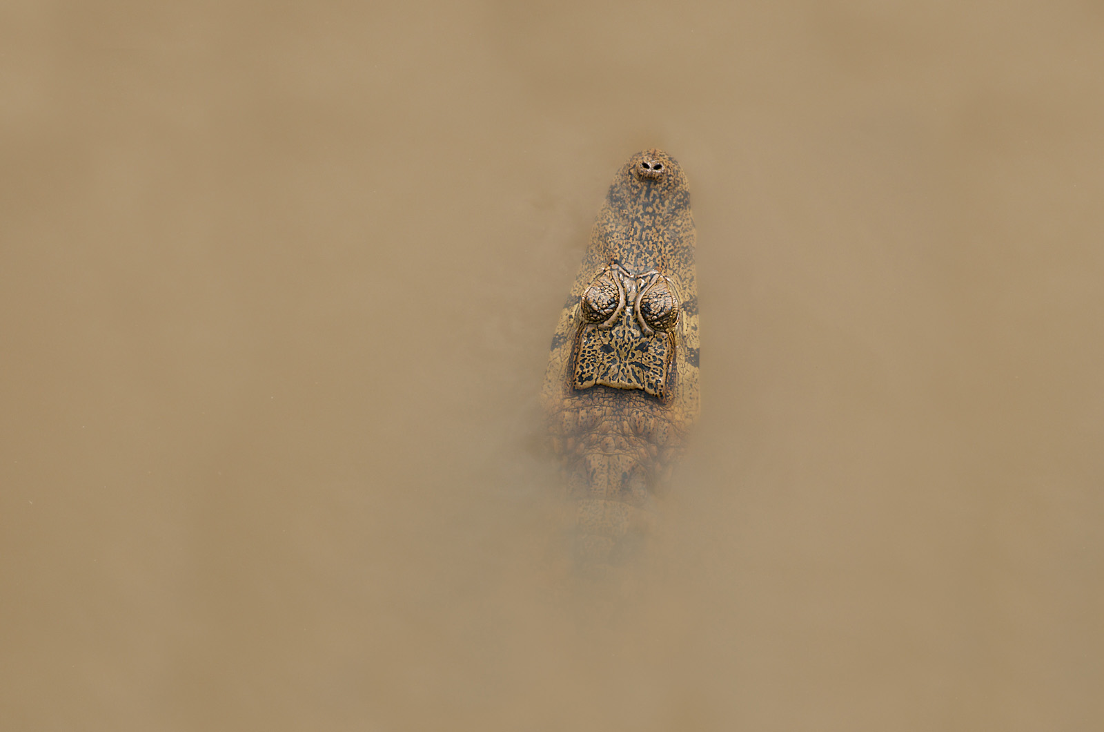 Spectacled Caiman, Pampas Region, Bolivia