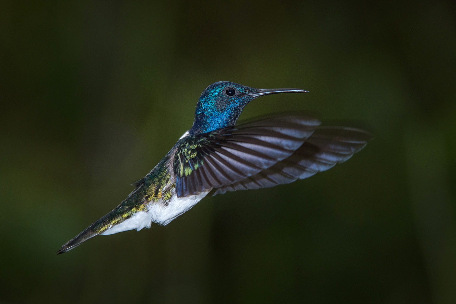 White-Necked Jacobin, Asa Wright Nature Center, Trinidad