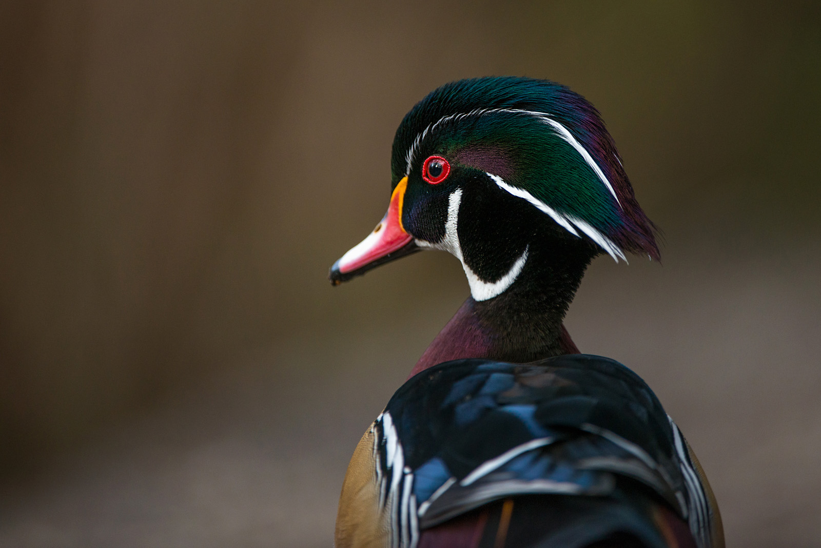 Wood Duck, Reifel Bird Sanctuary, Vancouver, British Columbia, Canada