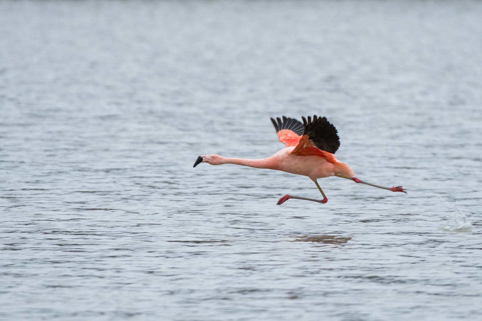 Chilean Flamingo, Torres Del Paine National Park, Chile