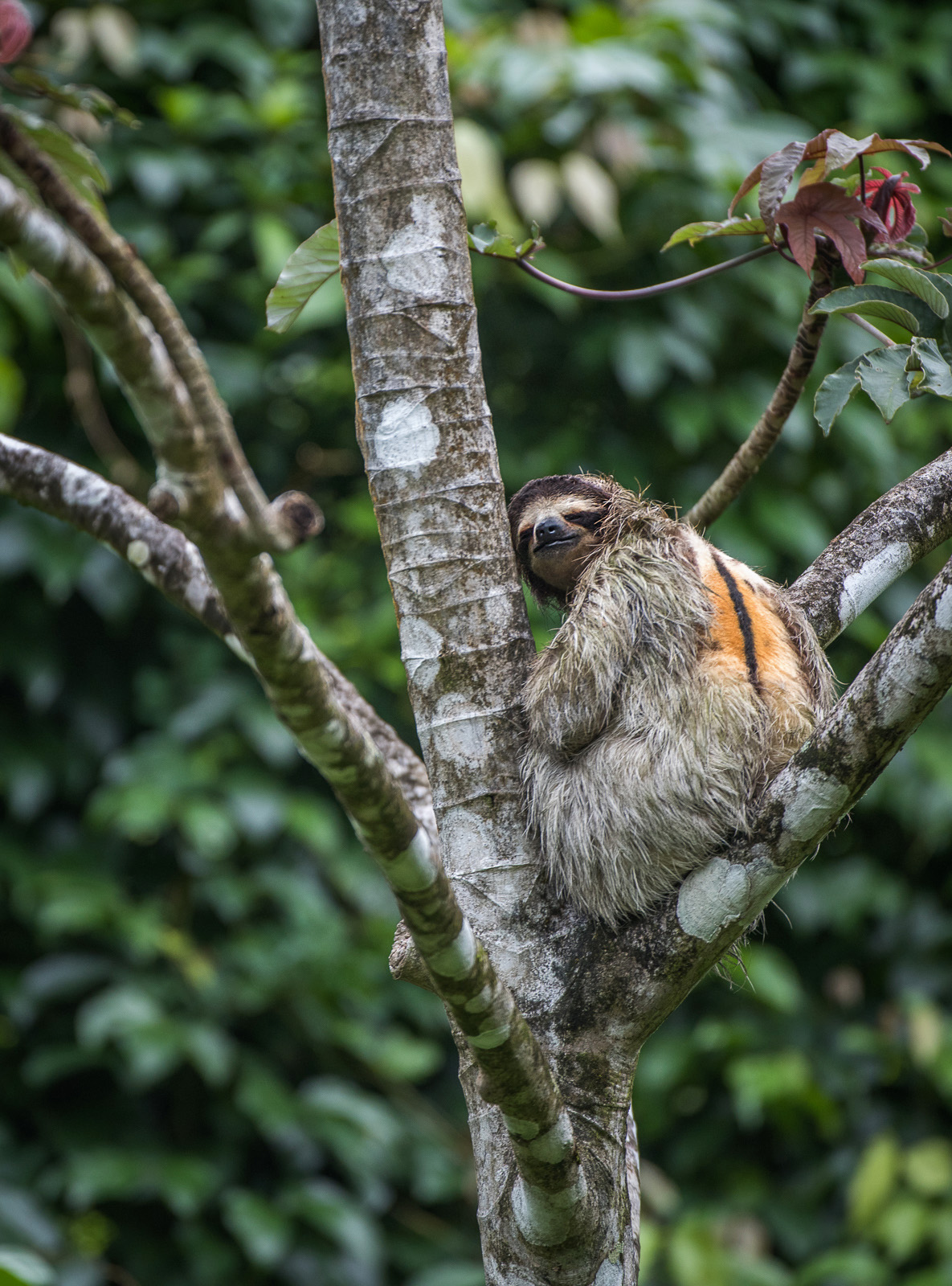 Male Three-Toed Sloth, El Valle, Panama