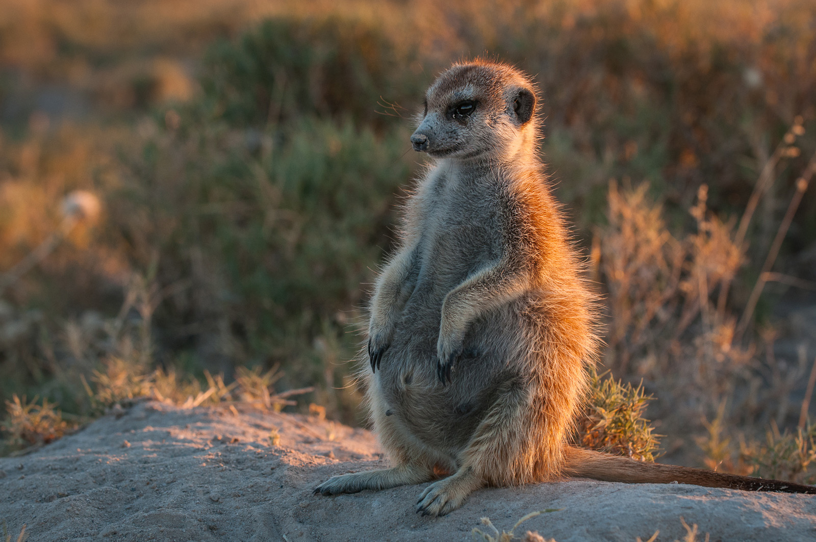Pregnant Meerkat, Makgadikgadi Pans, Botswana