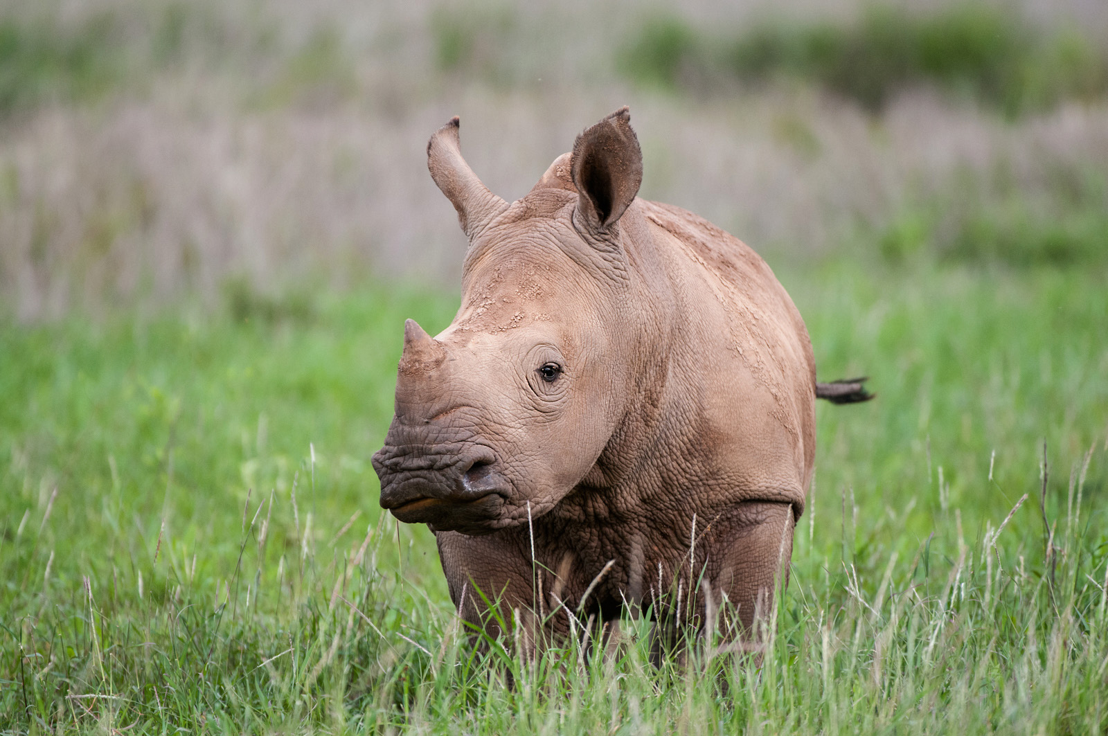 Rhinoceros Calf, Lows Wildlife Conservancy, Kenya