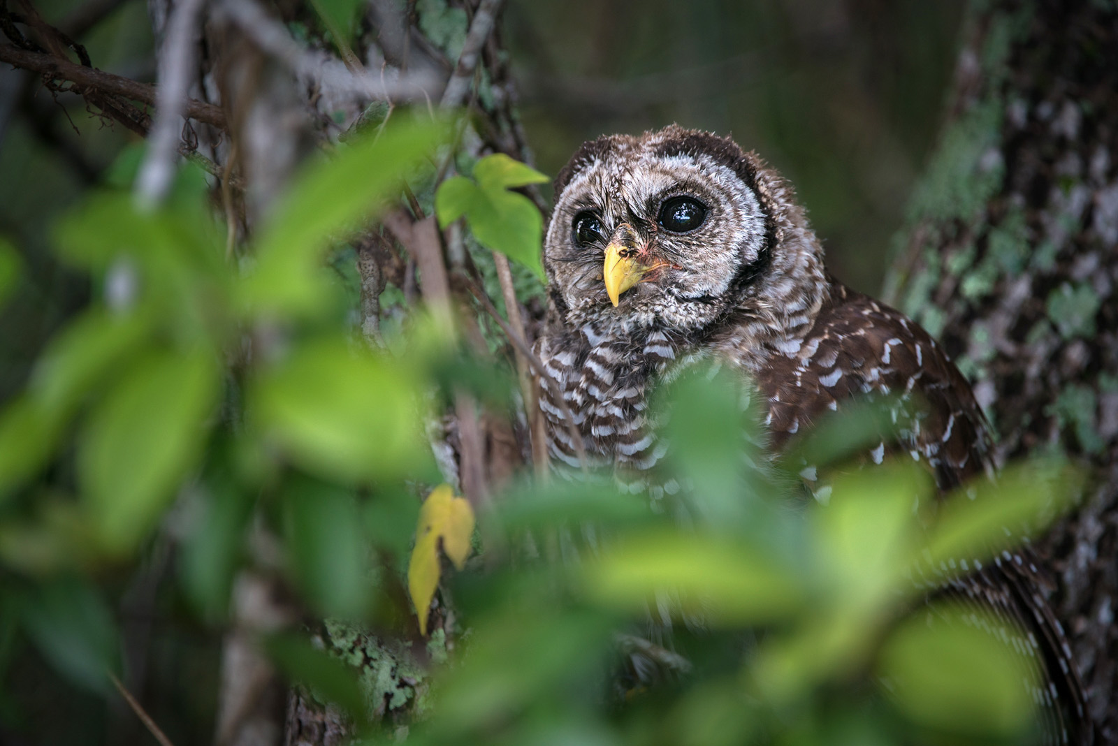 Barred Owl, Everglades National Park, Florida