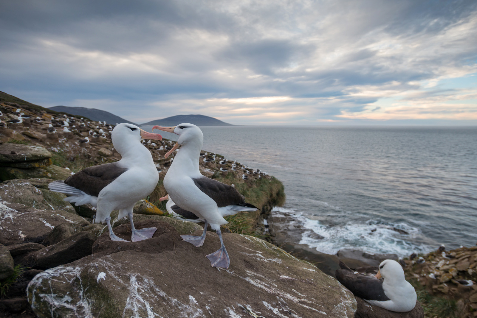 Black-Browed Albatross, Saunders Island, Falkland Islands