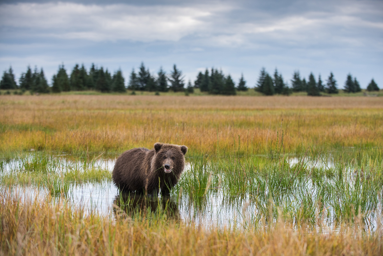 Brown Bear Cub, Lake Clark National Park, Alaska