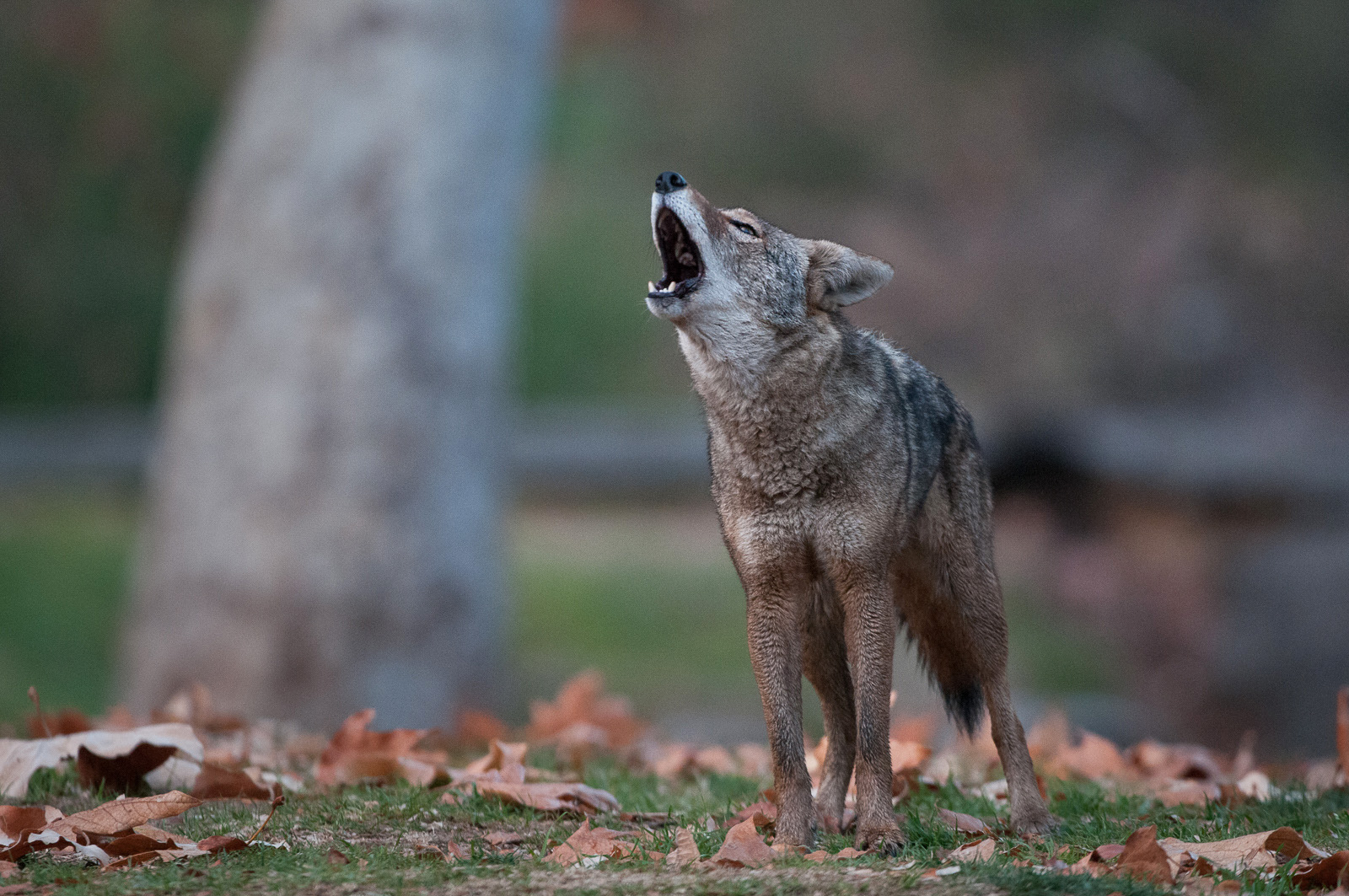Howling Coyote, Griffith Park, Los Angeles