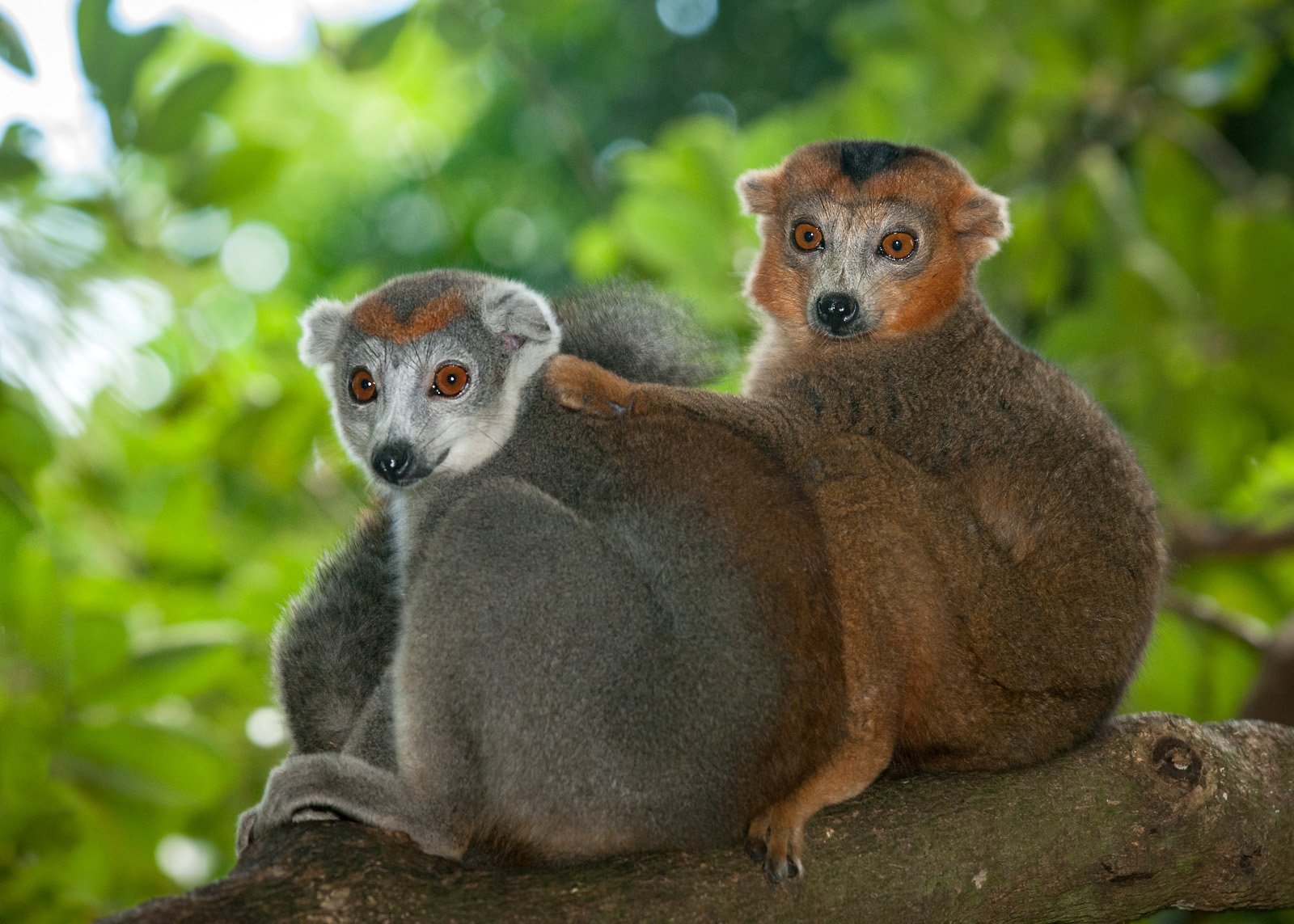 Crowned Lemur, Madagascar