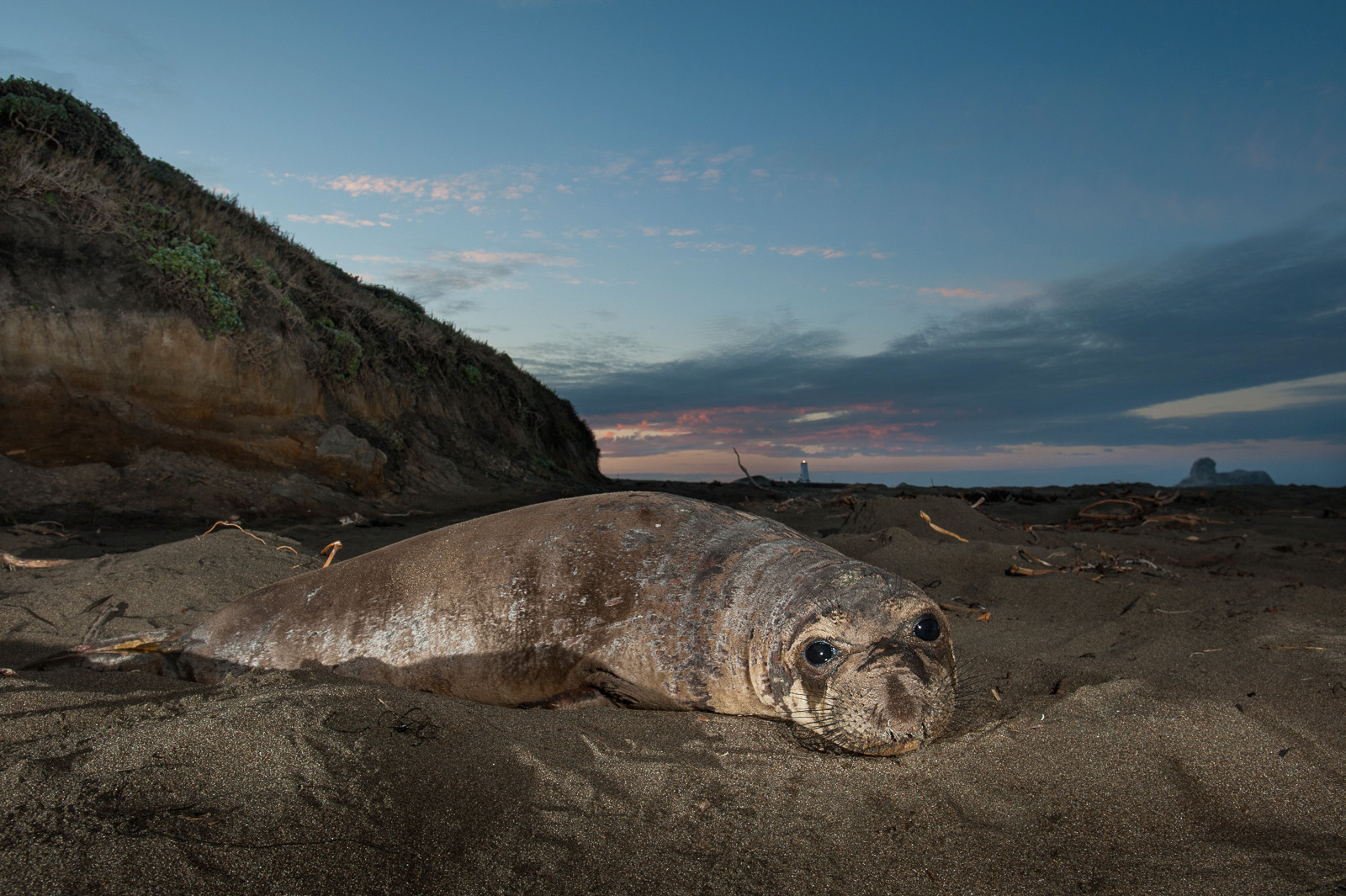 Elephant Seal and Lighthouse, San Simeon, California