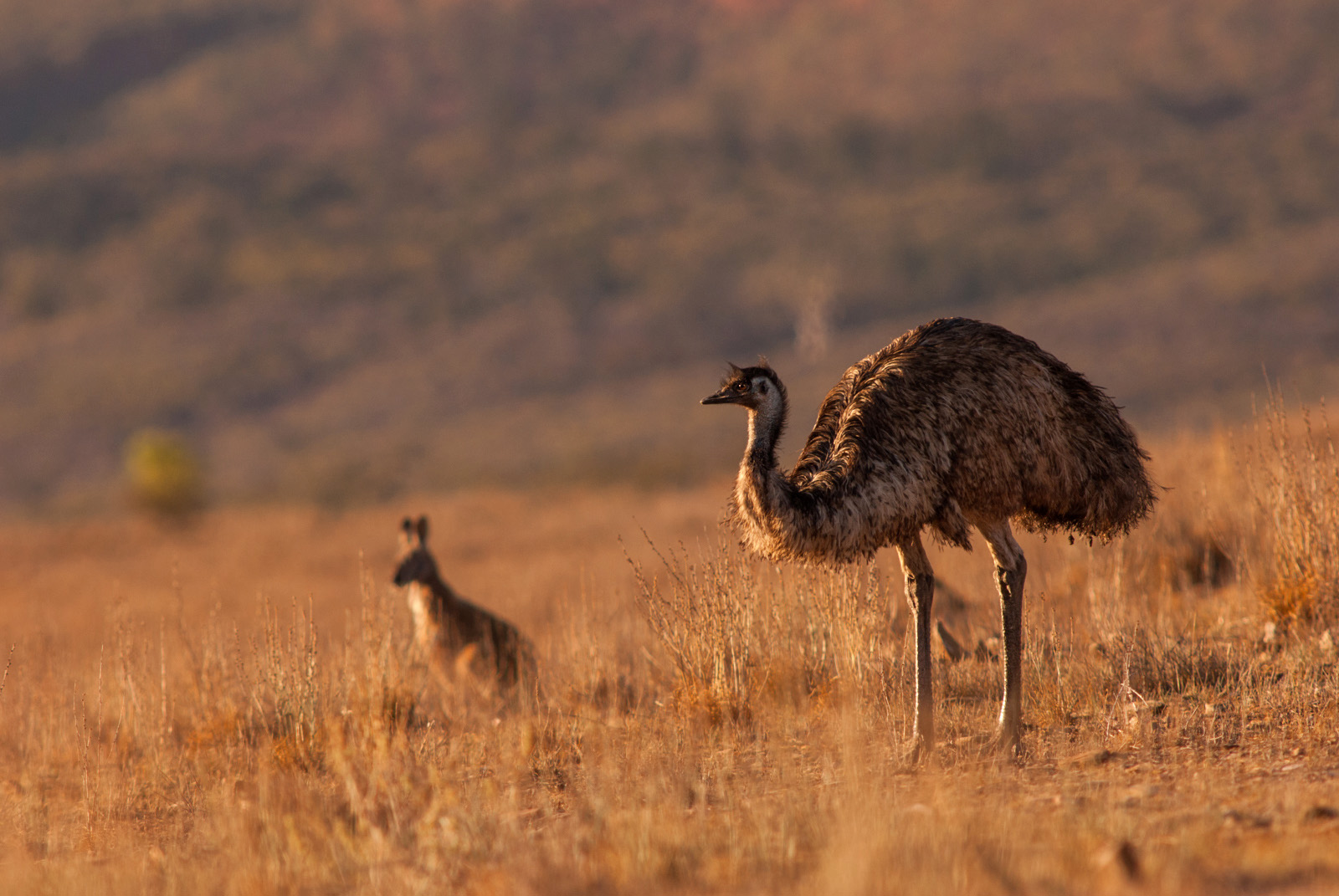 Emu with Kangaroo, Flinders Ranges National Park, South Australia