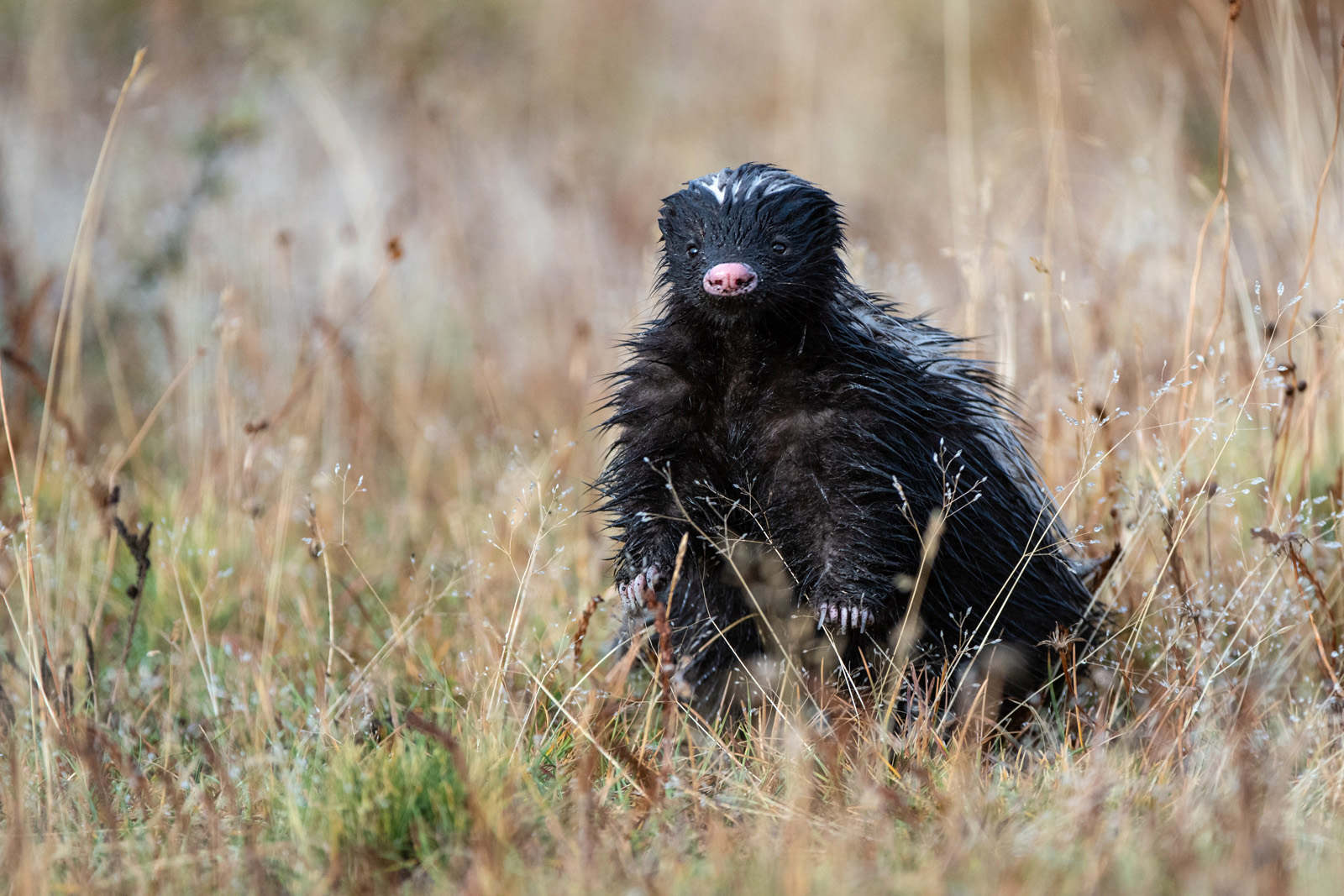 Hog-Nosed Skunk, Torres Del Paine National Park, Chile