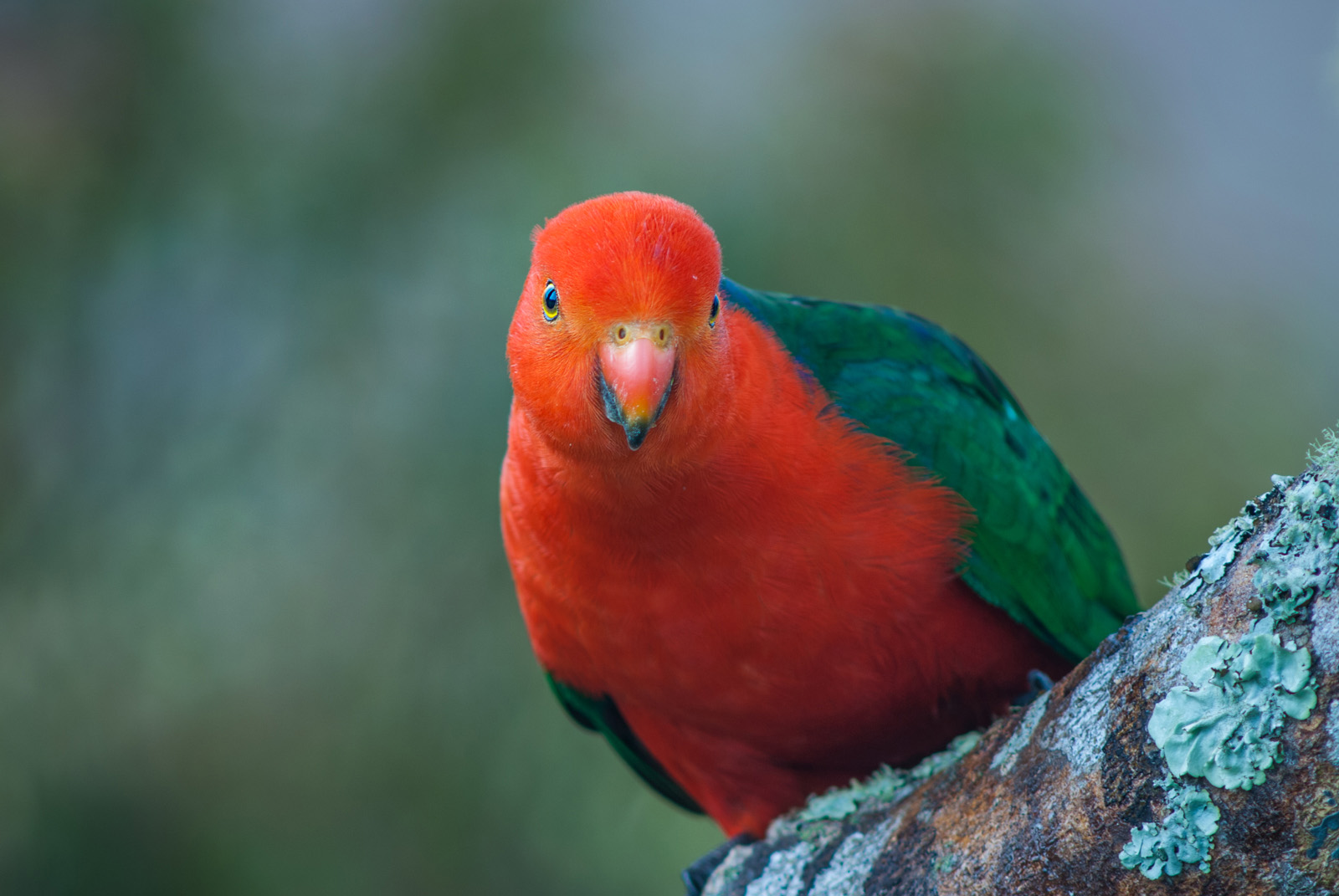 King Parrot, Lamington National Park, Queensland, Australia