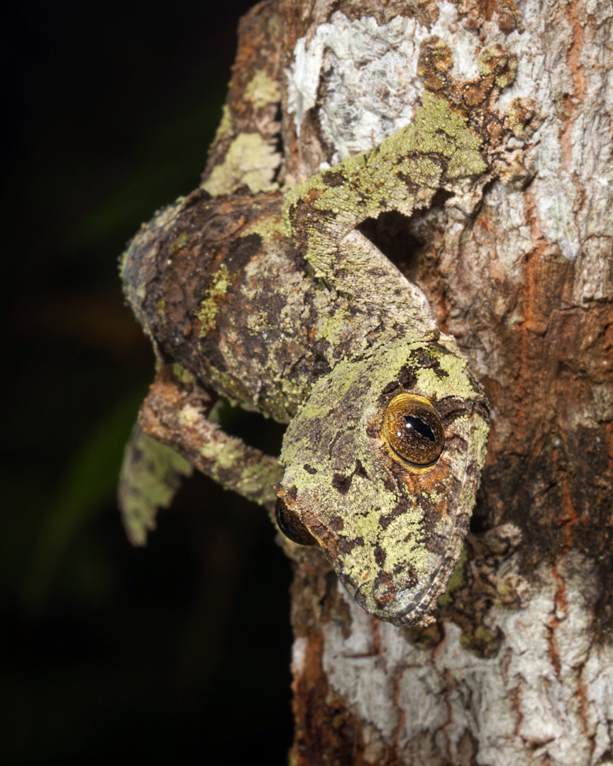 Leaf-Tailed Gecko, Andasibe-Mantadia National Park, Madagascar