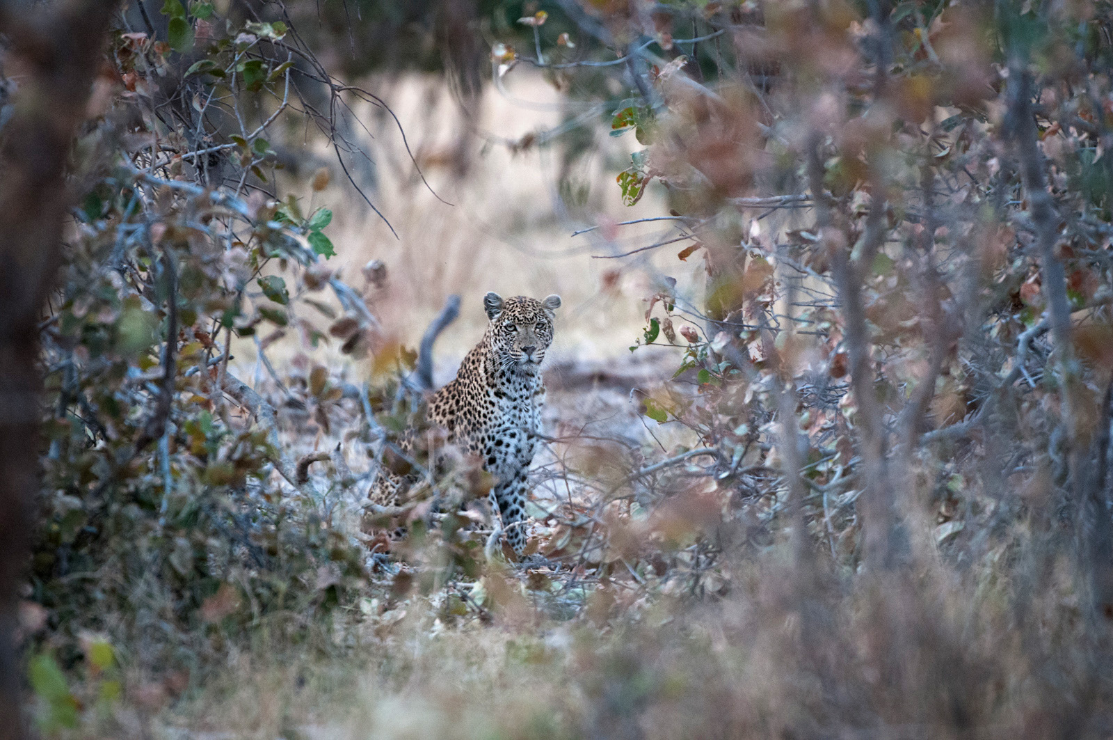 Leopard, Okavango Delta, Botswana