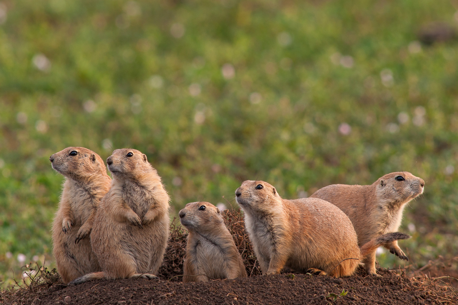 Coterie of Prairie Dogs, Badlands National Park, South Dakota