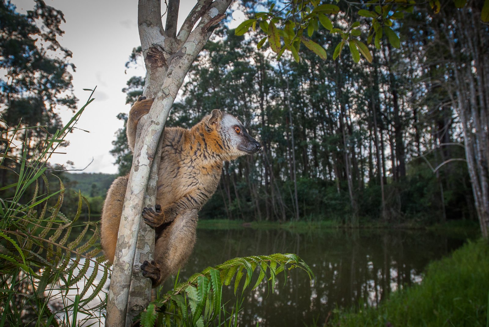 Red Fronted Brown Lemur, Lemurs Island, Perinet, Madagascar