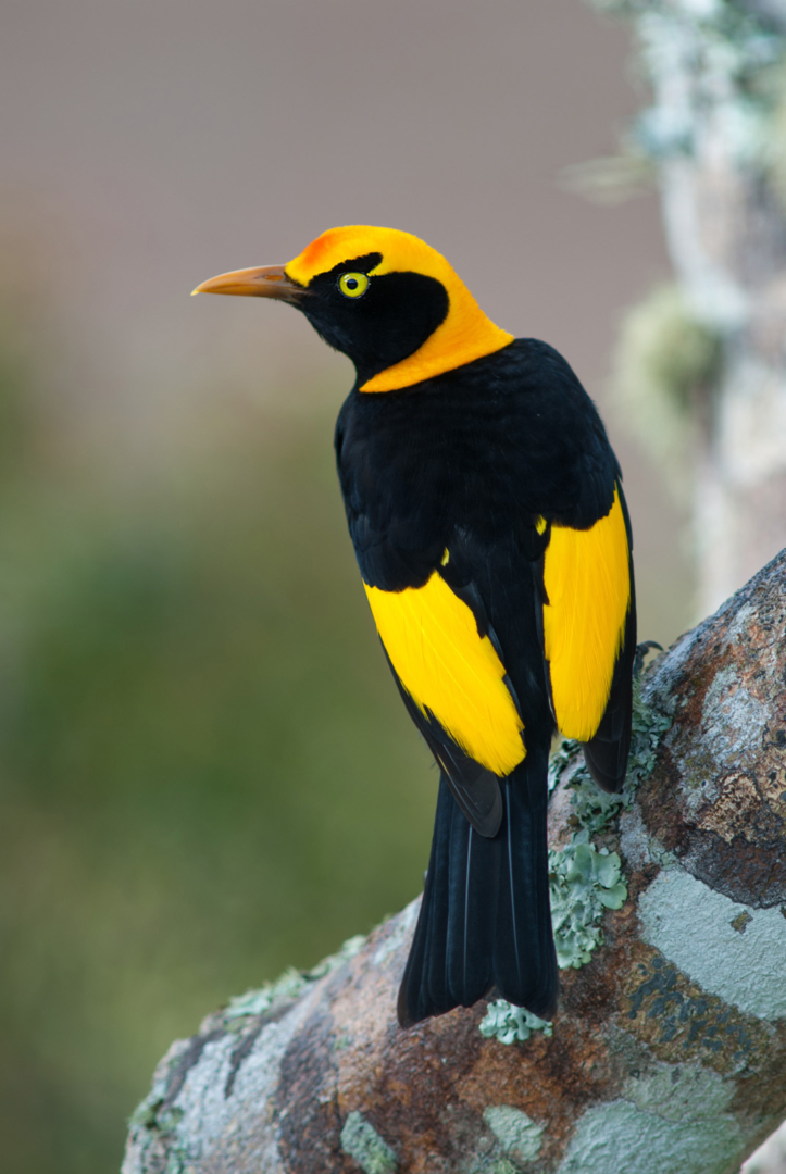 Regent Bowerbird, Lamington National Park, Queensland, Australia