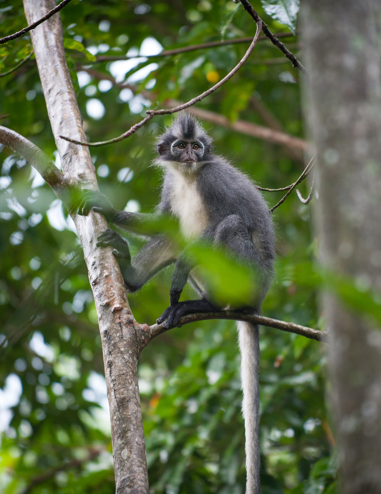 Thomas's Leaf Monkey, Gunung Leuser National Park, Sumatra, Indonesia