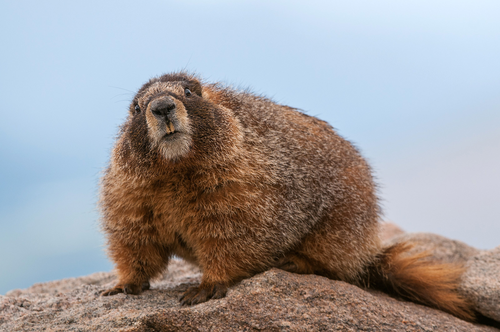 Yellow-Bellied Marmot, Mount Evans, Colorado
