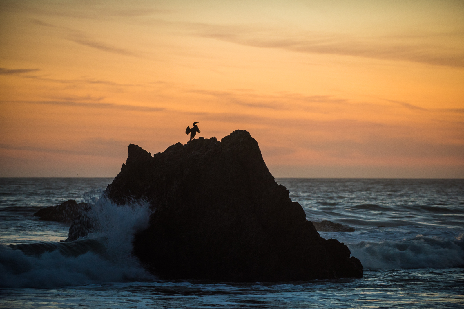 Brandt's Cormorant, El Matador State Beach, Malibu, California