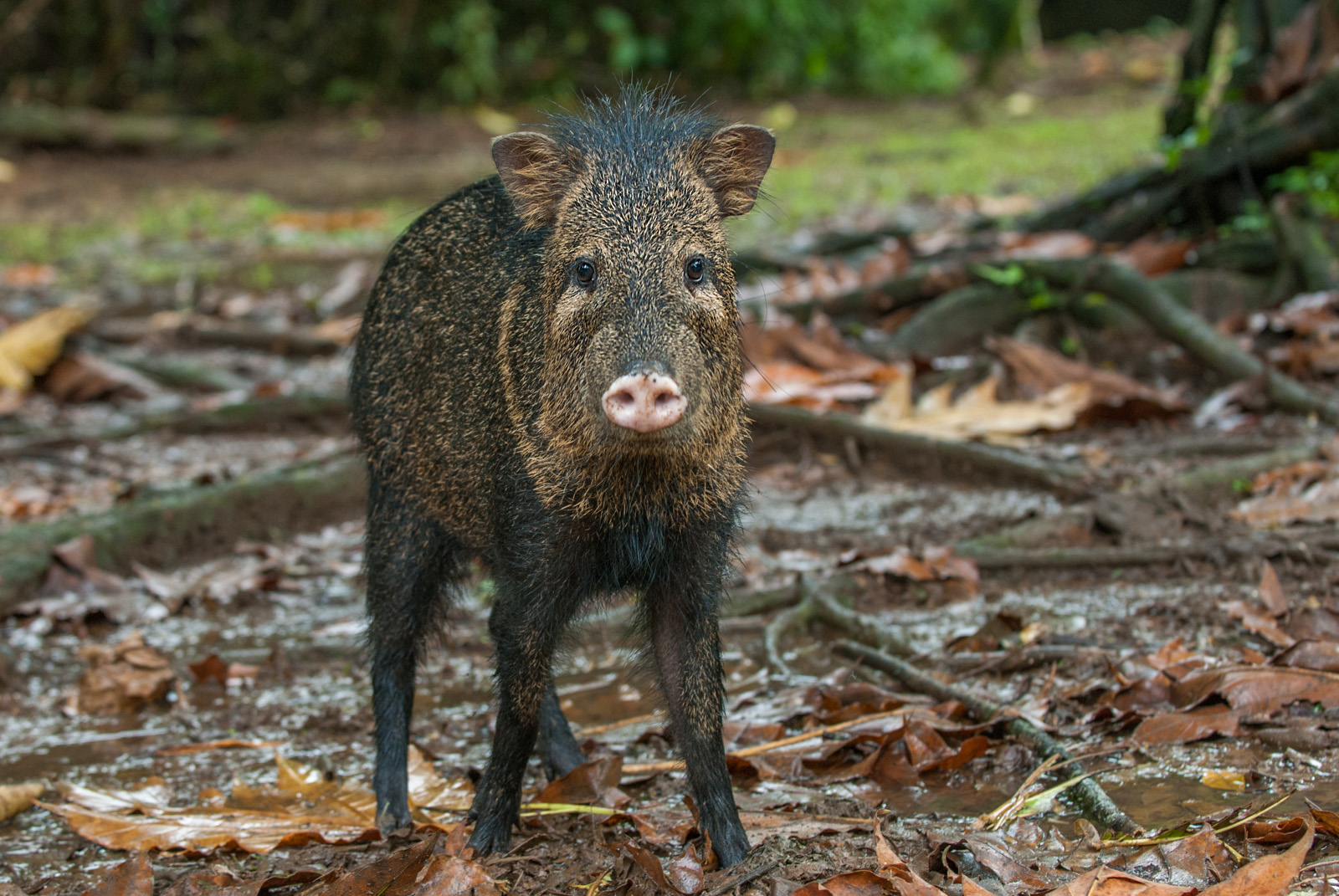 Collared Peccary, La Selva, Costa Rica