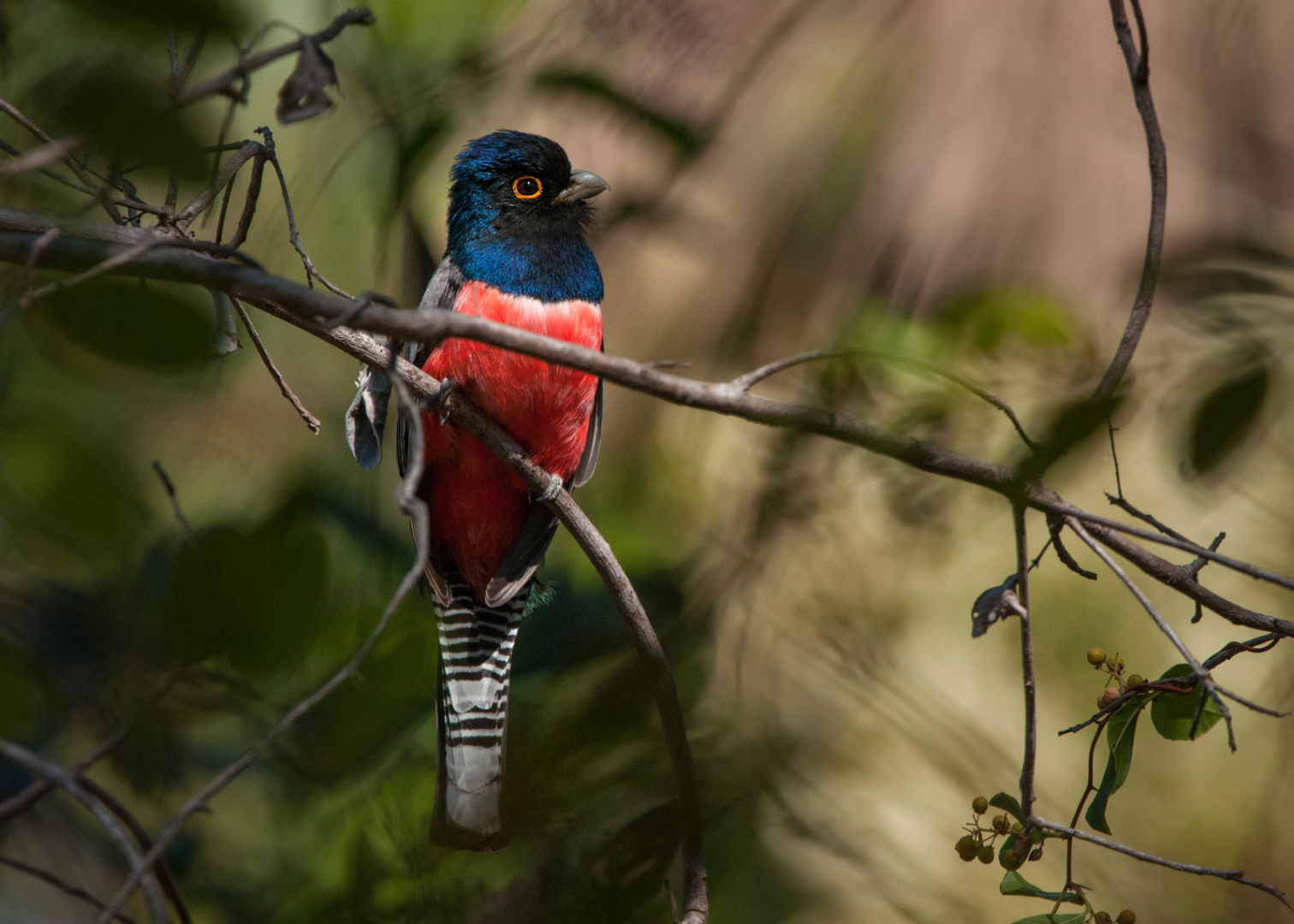 Collared Trogon, Hyacinth Valley, Brazil