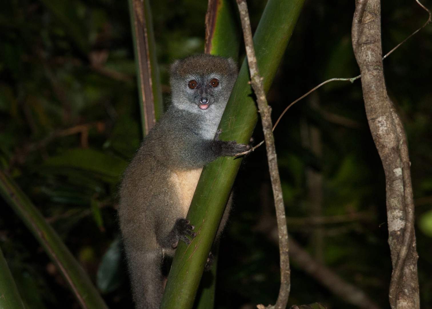 Eastern Grey Bamboo Lemur, Andasibe-Mantadia National Park, Madagascar