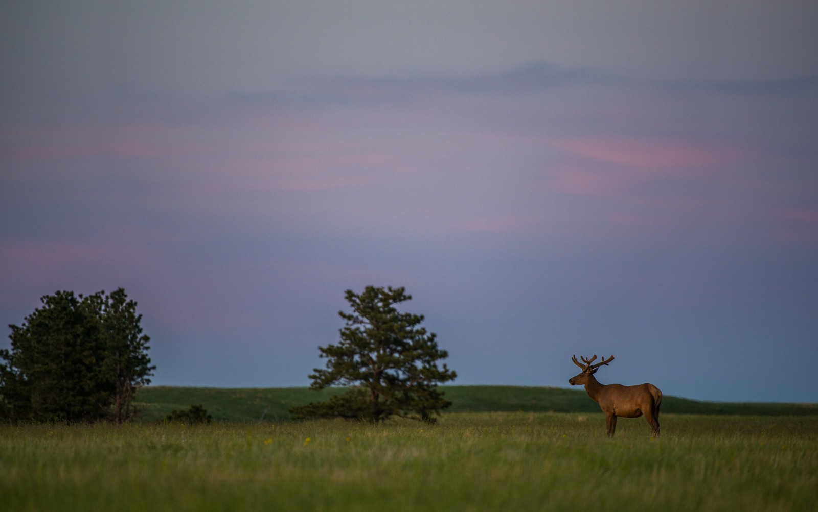 Elk, Wind Cave National Park, South Dakota