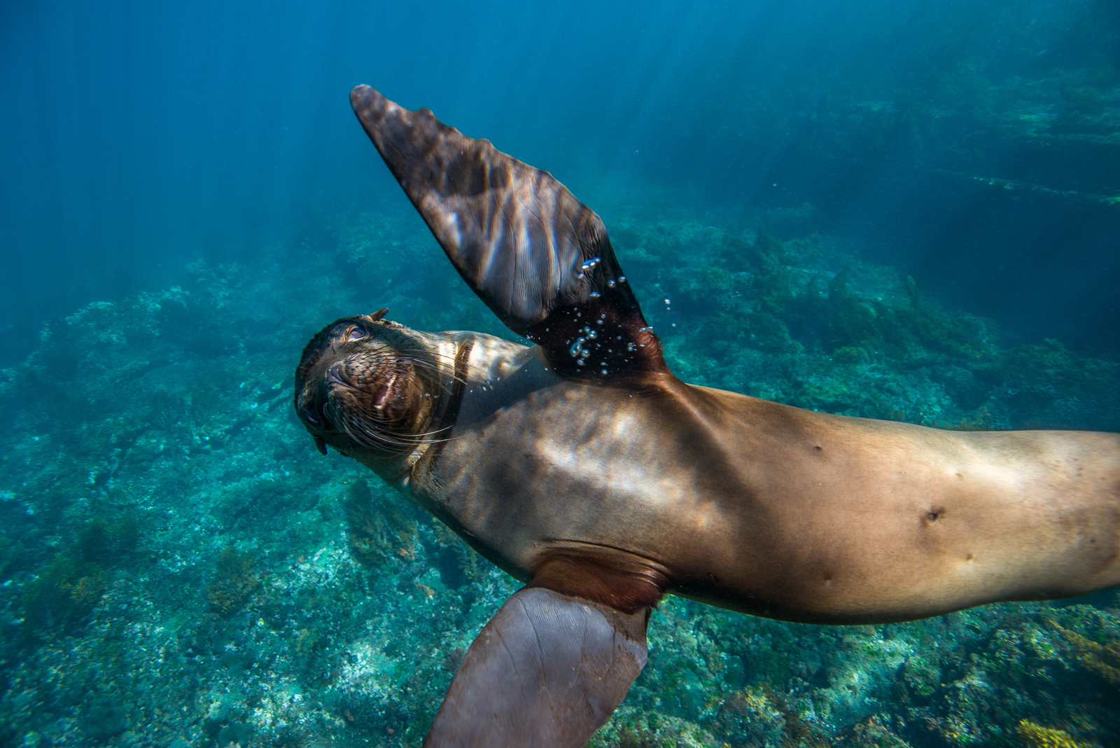 Sea Lion Selfie, Galapagos Islands, Ecuador