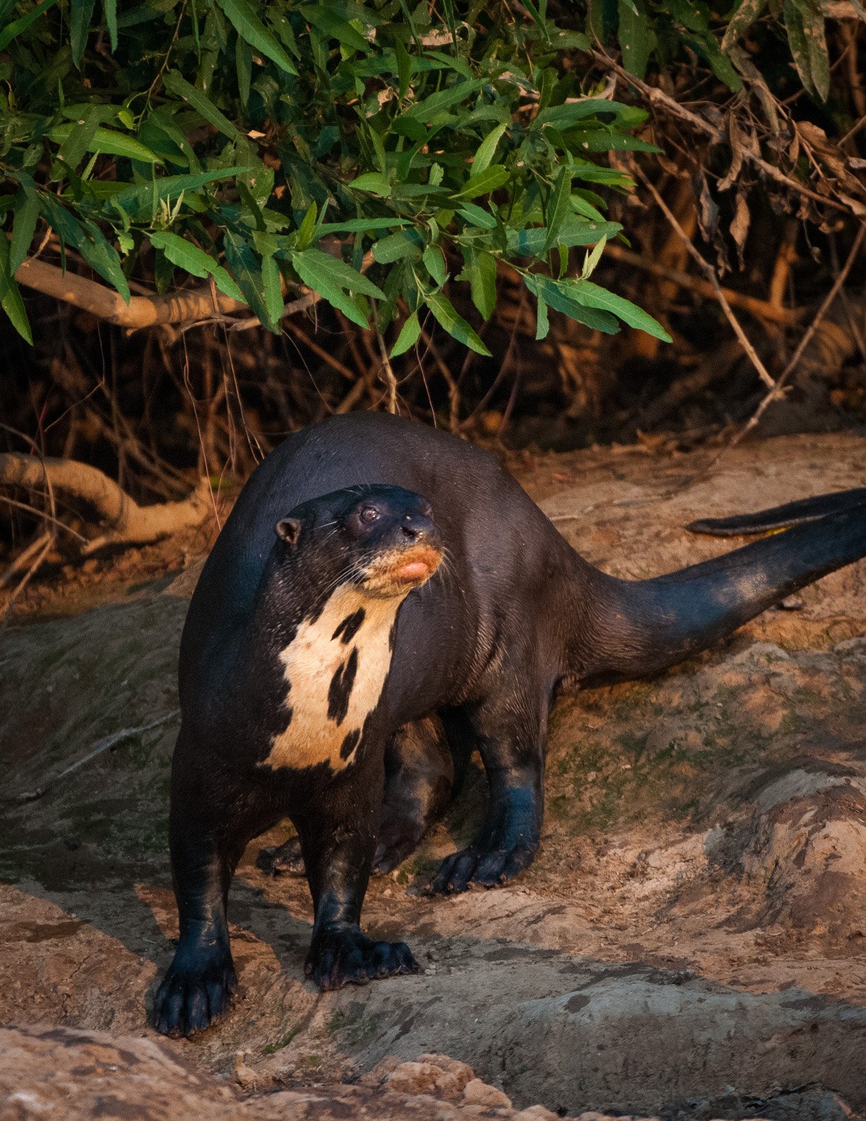 Giant River Otter, Pantanal, Brazil