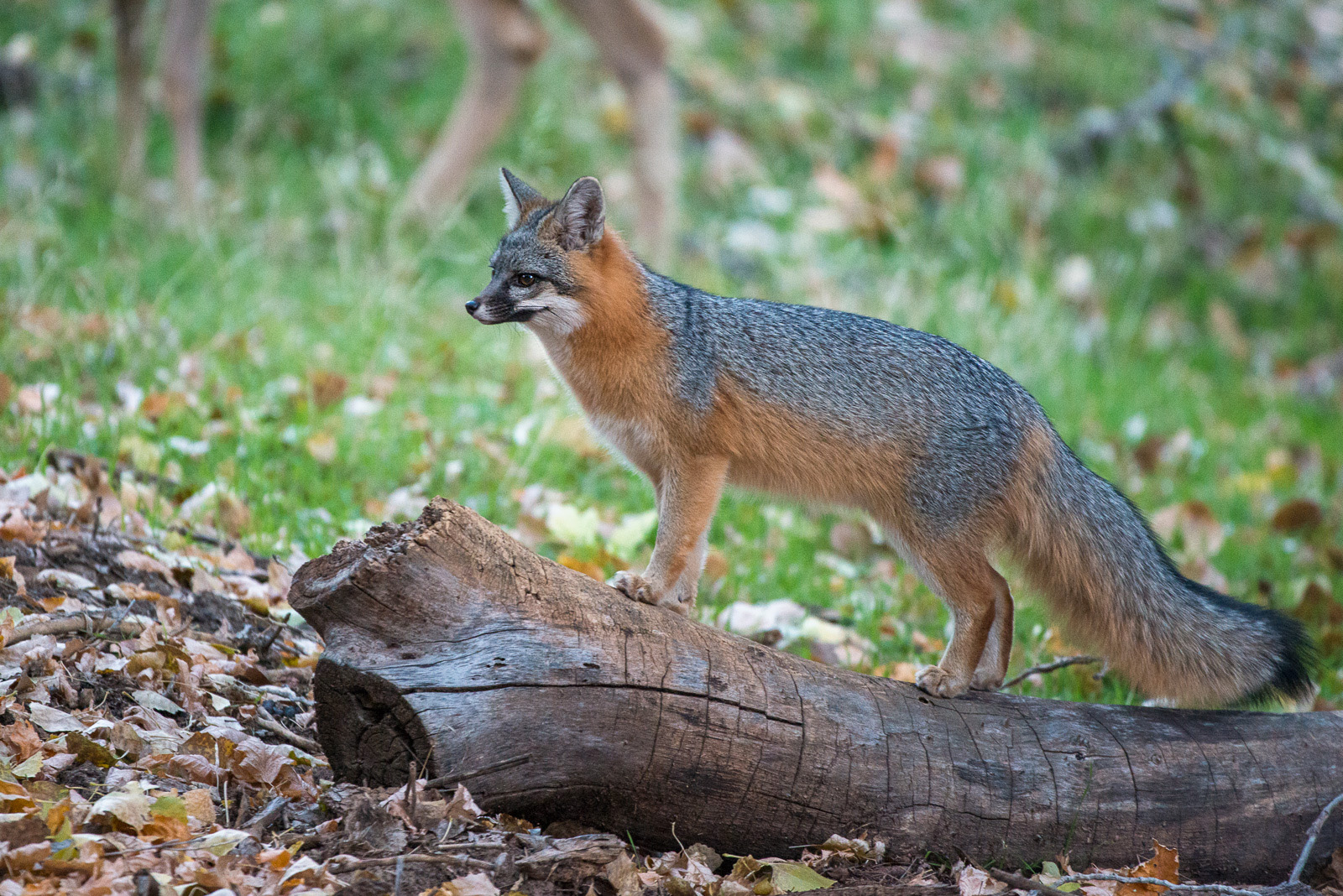 Gray Fox, Zion National Park, Utah