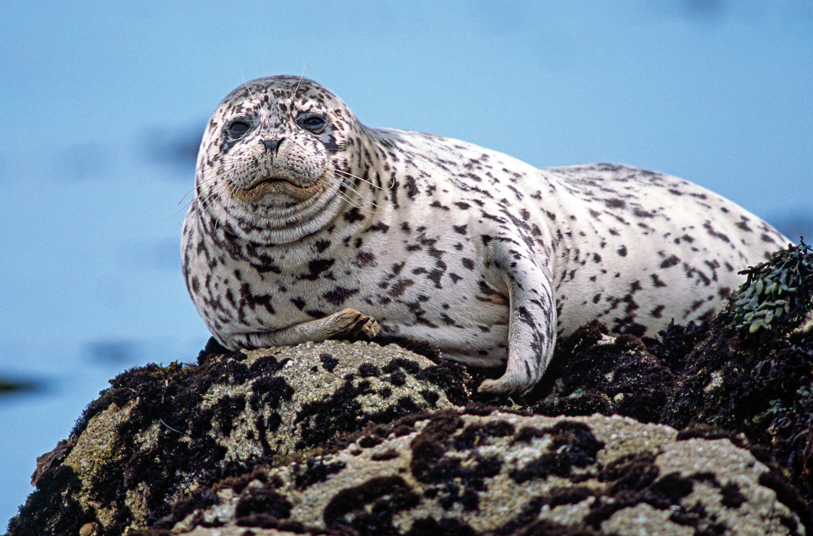 Harbor Seal, Monterey, California