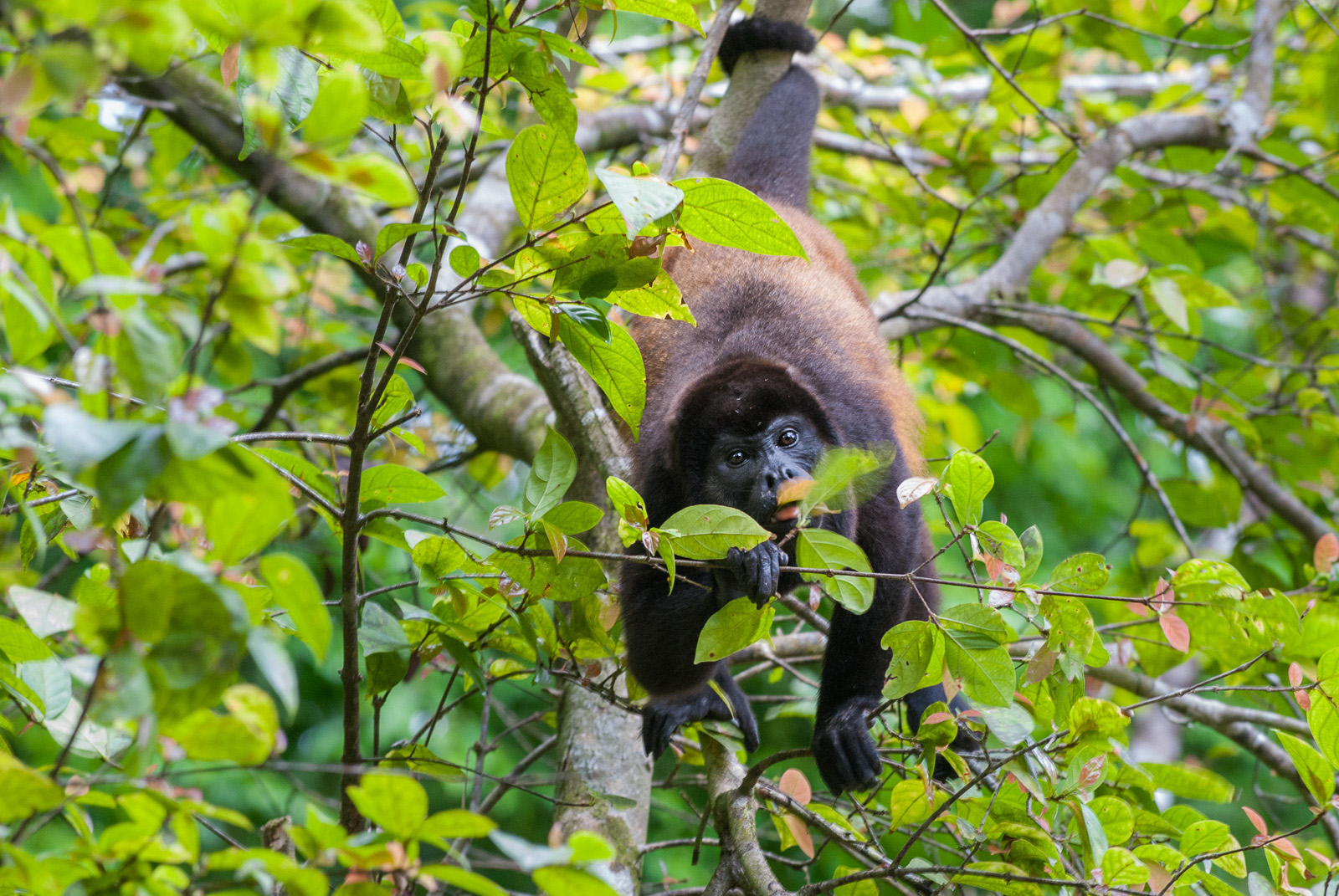 Howler Monkey, Pavones, Costa Rica
