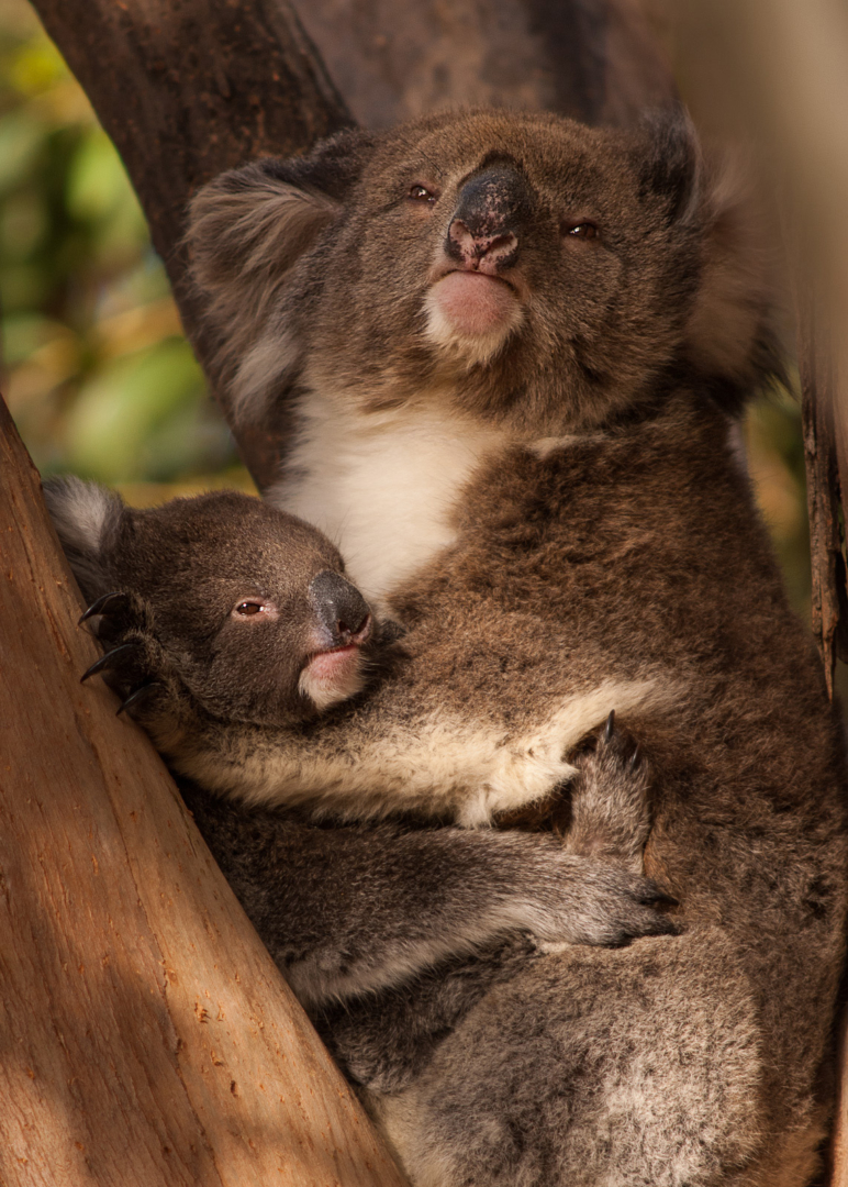 Koala and Her Joey, Kangaroo Island, South Australia