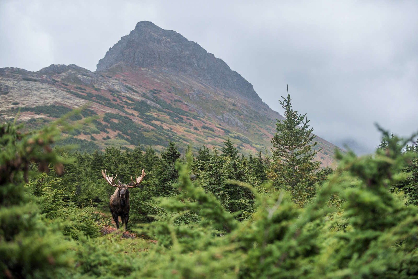 Bull Moose, Chugach State Park, Alaska