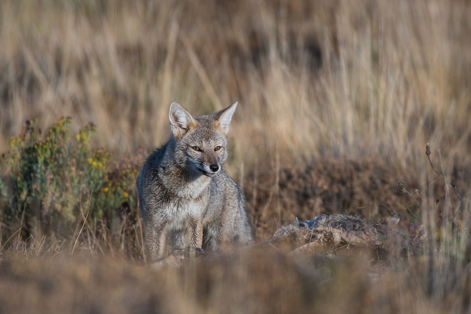 Patagonian Gray Fox, Torres Del Paine National Park, Chile