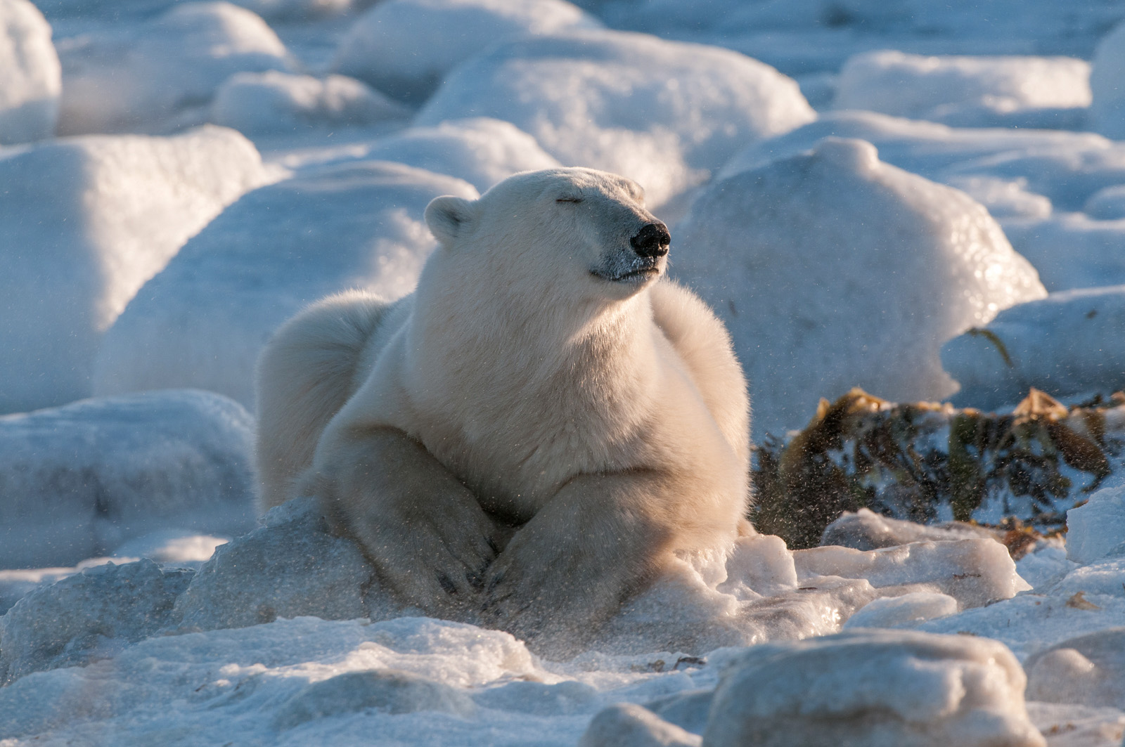 Polar Bear, Seal River, Manitoba, Canada