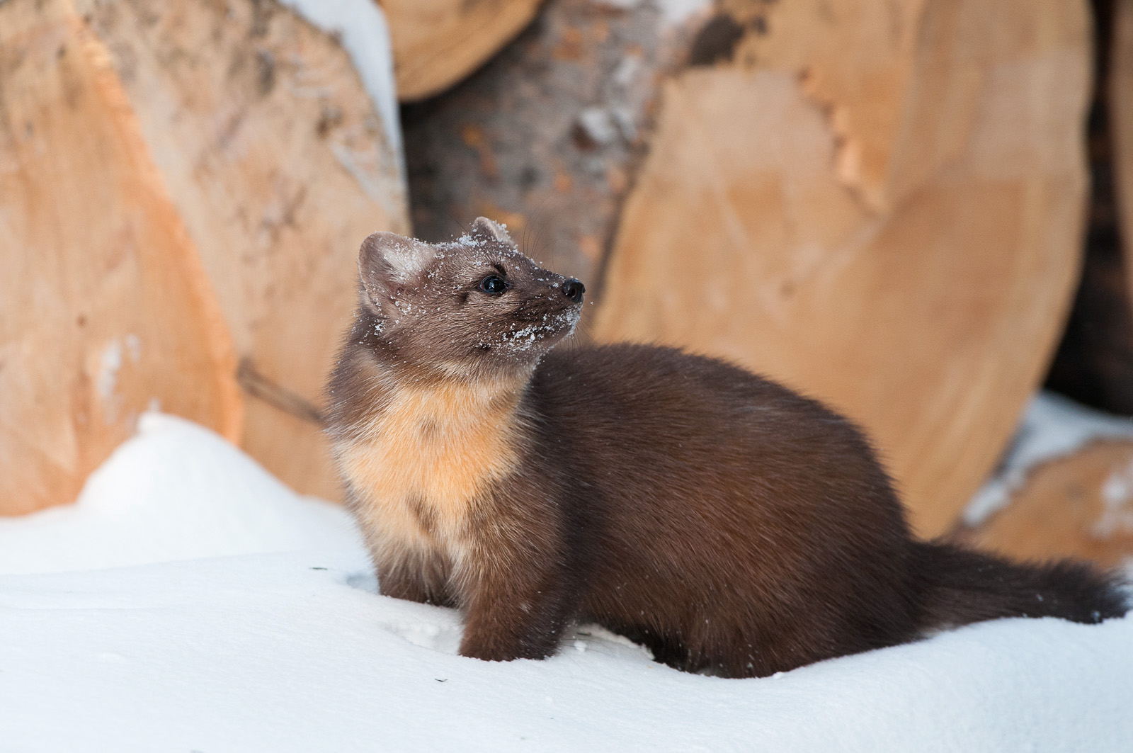 American Pine Marten, Silver Gate, Montana