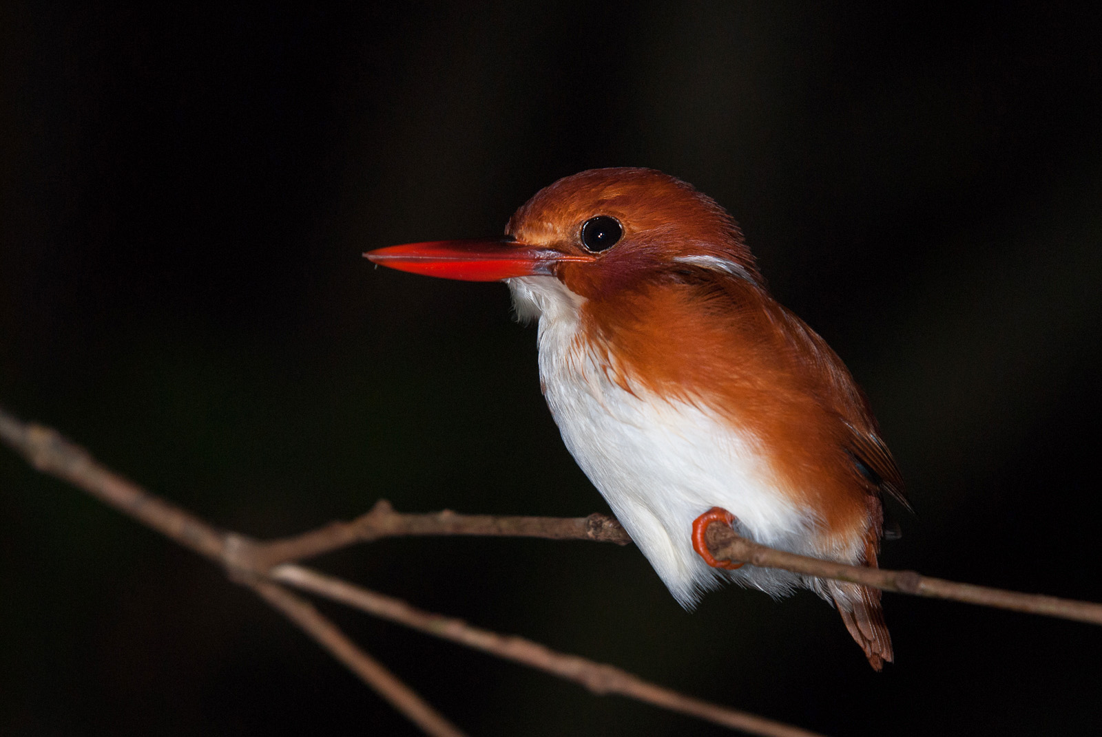 Madagascar Pygmy Kingfisher, Nosy Mangabe, Madagascar