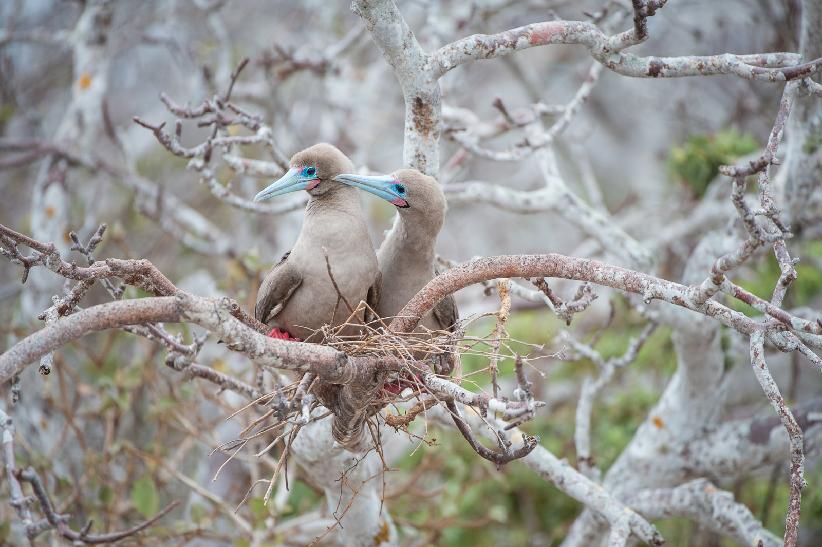 Red-Footed Boobies, Genovesa Island, Galapagos Islands, Ecuador